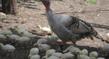 Produkce krůt: oblíbené otázky chovatelů drůbeže